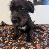Wuselchen  BLACKY, 4-5 Mon., Hund zur Adoption