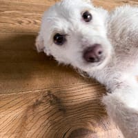 Blanca, kleine Kuschelmaus zum Verlieben, Hündin zur Adoption