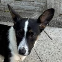 TILLY-wunderschöne Welpen-Mischlings-Hündin 29 cm, Hündin zur Adoption