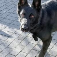 Storm sucht ein Zuhause, Hund zur Adoption