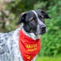Bubbi sucht ein neues Zuhause, Hund zur Adoption