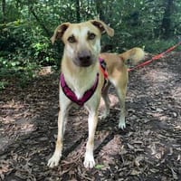 Die liebe Phoebe sucht ihr Zuhause, Hündin zur Adoption