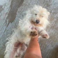 TOSHI braucht etwas Zeit, Hund zur Adoption