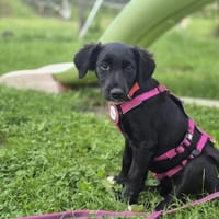 Kleine Alessia sucht ihr für immer Zuhause, Hündin zur Adoption