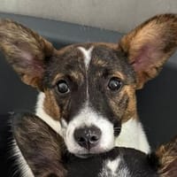 TIARA-zuckersüße Welpen-Mischlings-Hündin 31 cm, Hündin zur Adoption