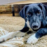 Welpe Frida, Hündin zur Adoption