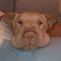 Knuddelbacke Millie sucht ihre Menschen fürs Leben, Hündin zur Adoption