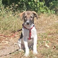 Mowgli, kleiner Hund sucht neue Familie, Hund zur Adoption