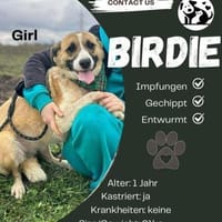 Birdie sucht ihr Zuhause, Hündin zur Adoption