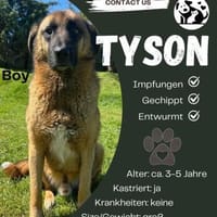 Tyson sucht sein Zuhause, Hund zur Adoption