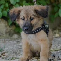 Hier kommt Zuckerschock Berry, Hund zur Adoption