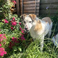 Dorian ist ein vorsichtiger Schatz!, Hund zur Adoption