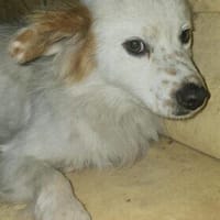 Narvik sucht sein Zuhause, Hund zur Adoption