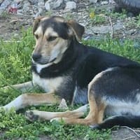 Bonito sucht dich, Hund zur Adoption