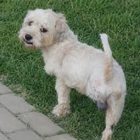 Tripo wartet schon so lange, Hund zur Adoption