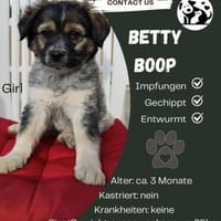 3 Welpen suchen ihr Zuhause, Hund zur Adoption