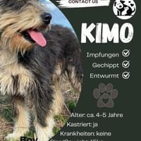 Kimo  sucht sein Zuhause, Hund zur Adoption