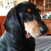 ENZO, Hund zur Adoption