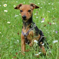 MISS JESSY, treue Begleiterin mit Charme, Hündin zur Adoption