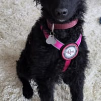 🐾 Winni sucht sein Zuhause 🐾, Hund zur Adoption