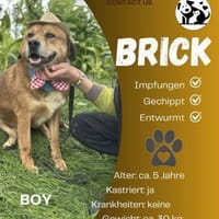 Brick  sucht sein Zuhause, Hund zur Adoption