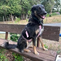 Lille - wundervolle Hundedame, Hündin zur Adoption