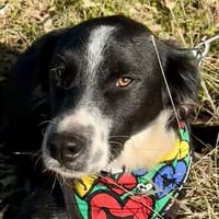 Zauberhafter TED sucht seine Menschen fürs Leben, Hund zur Adoption