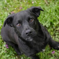 Dix  kleiner Charmeur mit großem Herzen sucht sein Zuhause, Hund zur Adoption