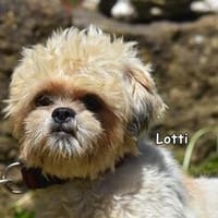 LOTTI, Hündin zur Adoption