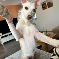 BEN MACHT SUPER FORTSCHRITTE, Hund zur Adoption