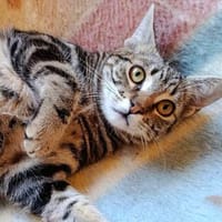 verschmuster Hilario, Kater zur Adoption