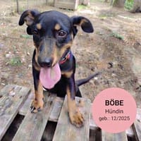 Kleine BÖBE lebte auf der Strasse, Hündin zur Adoption