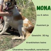 Mona sucht ihr Für-Immer-Zuhause, Hündin zur Adoption