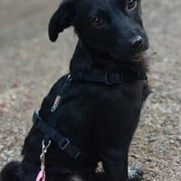 Netty, das zarte Hundemädchen, Hündin zur Adoption