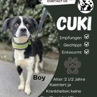 Cuki sucht sein Zuhause, Hund zur Adoption