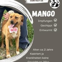 Mango sucht ihr Zuhause, Hündin zur Adoption