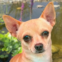 MADITA - zuckersüßes Hundemädchen, Hündin zur Adoption