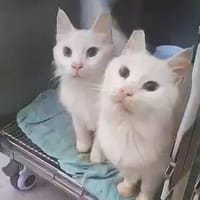 Gemeinsames Zuhause für LOUIS & LINO, Kater zur Adoption