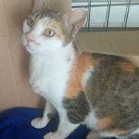 Zarte Romy sucht Ihr Glück, Katze zur Adoption