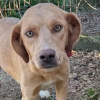 GRETEL  sanfte Seele sucht ihr Glück, Hündin zur Adoption
