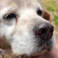 Setter-Mix Sebastian liebt Spaziergänge, Hund zur Adoption