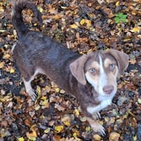 Brownie: nur als Zweithund, Hündin zur Adoption