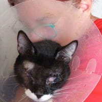 Armer Psi-Psi benötigt dringend liebe Menschen, Kater zur Adoption