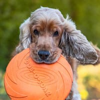 BENNY BUB - bildhübscher Cocker-Senior, Hund zur Adoption