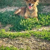 Sandy, klein-süß und immer ein Lachen im Gesichtchen, Hündin zur Adoption
