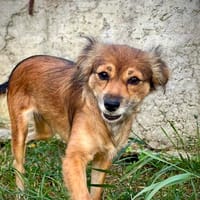 Sandy, klein-süß und immer ein Lachen im Gesichtchen, Hündin zur Adoption