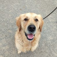 JAMBON QCN, chien à adopter
