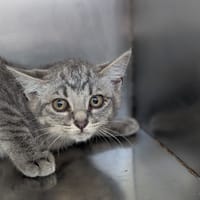 Nuée, chatte à adopter