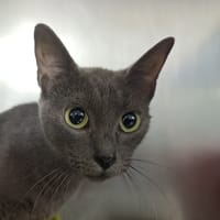 Duchesse, chatte à adopter