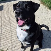 AIKO QCN (a trouvé sa famille), chien à adopter